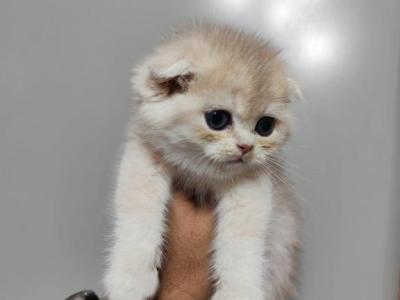 Luca - British Shorthair - Gallery Photo #1