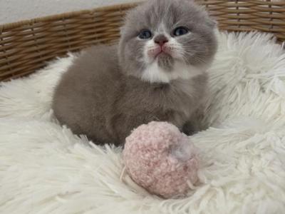 Bicolor Scottish Fold Kitten - Scottish Fold - Gallery Photo #1
