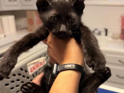 Male Kitten Quarter Siamese All Black - Domestic - Gallery Photo #1