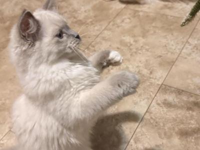 Daisy - Ragdoll - Gallery Photo #1