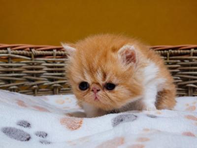 RED TABBY AND WHITE ELH PERSIAN BOY - Persian - Gallery Photo #1