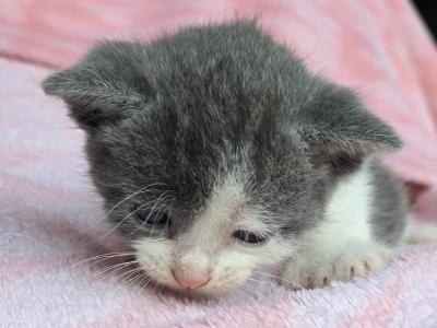 Luci - Polydactyl - Gallery Photo #1