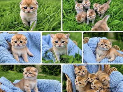 July Babies - Scottish Fold - Gallery Photo #1