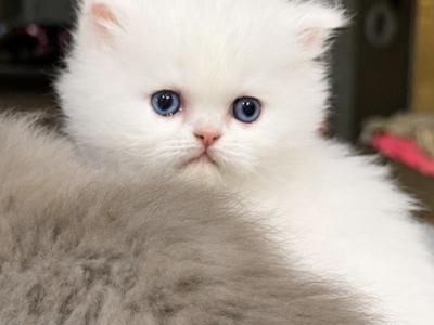 June And Ozzys Kittens KBS BELOVED PERSIAN CATTERY - Persian - Gallery Photo #1