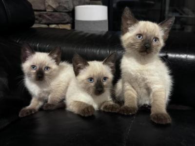 Mia - Siamese - Gallery Photo #1