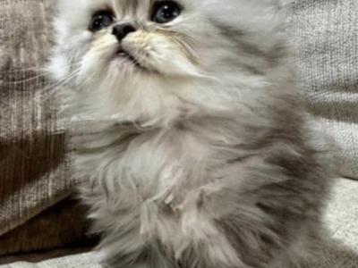 Persian Male & Female Available - Persian - Gallery Photo #1