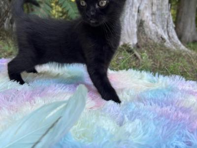 Olive - Bombay - Gallery Photo #1