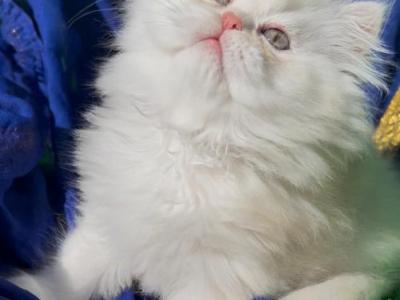 Beautiful Dollface Light Golden Shaded Looks White - Persian - Gallery Photo #1