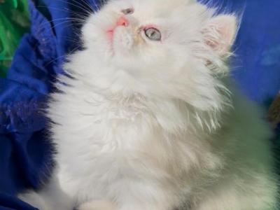 Beautiful Dollface Light Golden Shaded Looks White - Persian - Gallery Photo #1