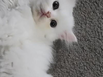 All White Dollface Persian Kitten - Persian - Gallery Photo #1