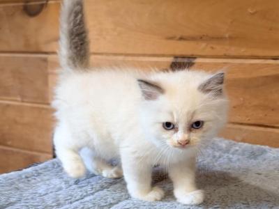Jenson - Ragdoll - Gallery Photo #1