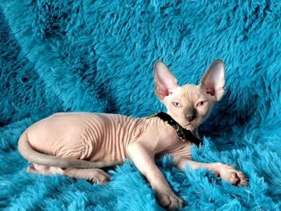 Romulus - Sphynx - Gallery Photo #1