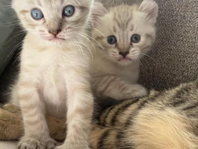 July Highlander Kittens - Highlander - Gallery Photo #1