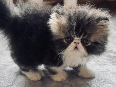 Brown Tabby Boy - Persian - Gallery Photo #1