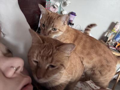 Peter And Wendy - Domestic - Gallery Photo #1