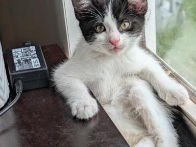Castiel - Domestic - Gallery Photo #1