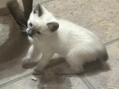 SIAMESE GIRL MANX JUNE 26 - Siamese - Gallery Photo #1