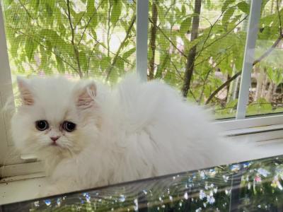 Lilly - Persian - Gallery Photo #1