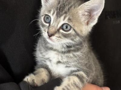 Russian Blue Tabby Mix Shorthair - Russian Blue - Gallery Photo #1
