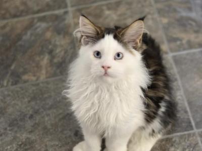 BROWN TABBY WWHITE BLUE EYED POLY MALE MC KITTEN - Maine Coon - Gallery Photo #1