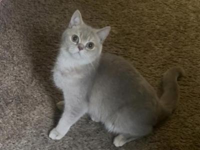 Sunday - British Shorthair - Gallery Photo #1