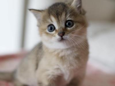 Tiny - British Shorthair - Gallery Photo #1