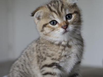 Hazel - British Shorthair - Gallery Photo #1