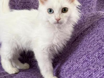 Kim Blue Eye Green Eye - Turkish Van - Gallery Photo #1
