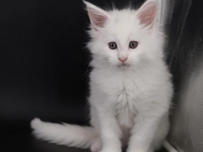 Emperor - Maine Coon - Gallery Photo #1