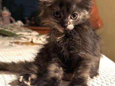 Four Loving Kittens Available For Adoption - Domestic - Gallery Photo #1