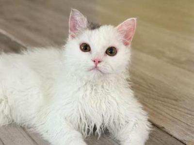 Ponpon - Selkirk Rex - Gallery Photo #1