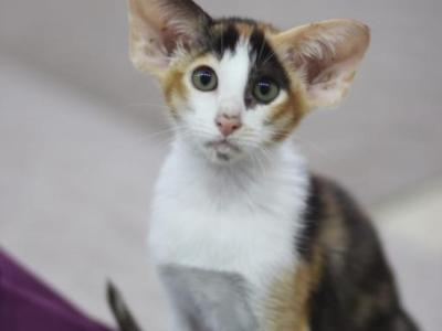 Sammy - Oriental - Gallery Photo #1
