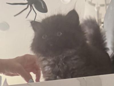 RagdollCherubim - Ragdoll - Gallery Photo #1