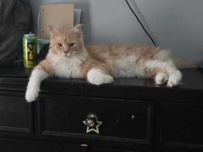 Theo - Maine Coon - Gallery Photo #1