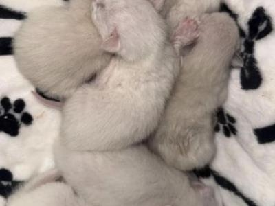 Ragdoll Kittens Coming Soon - Ragdoll - Gallery Photo #1
