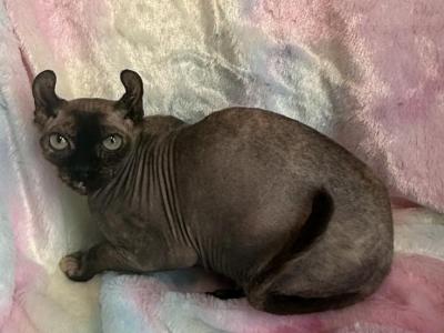 Lilith - Sphynx - Gallery Photo #1