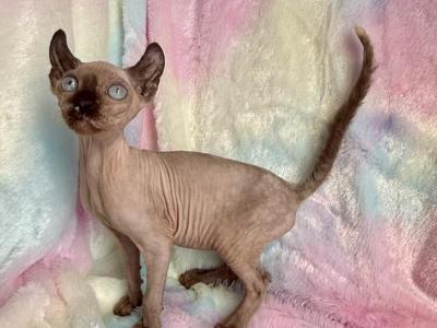 Luna - Sphynx - Gallery Photo #1