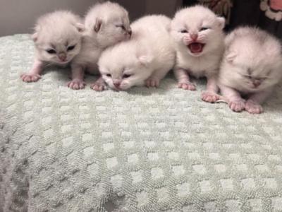 Babs And Poldarks Babies - British Shorthair - Gallery Photo #1
