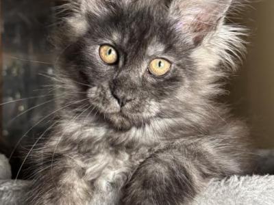 Amaris - Maine Coon - Gallery Photo #1