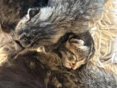 Maine Coon Siamese Mix - Domestic - Gallery Photo #1