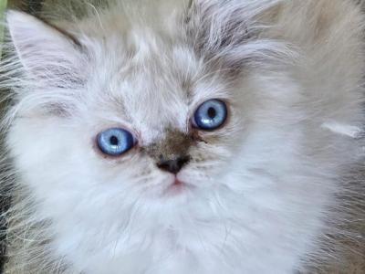 Lenny - Persian - Gallery Photo #1