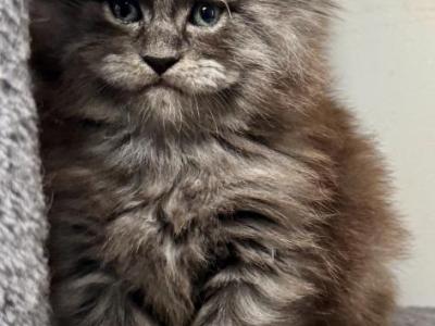 Justice - Maine Coon - Gallery Photo #1