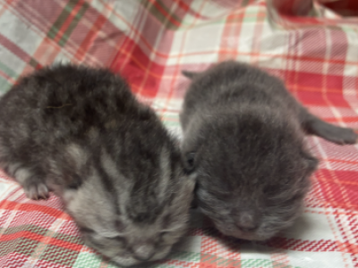 Munchkins Babies - Munchkin - Gallery Photo #1