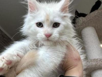 Ruby Lucky Leo Rossy Rock - Maine Coon - Gallery Photo #1