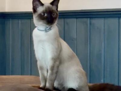 LUNA - Siamese - Gallery Photo #1