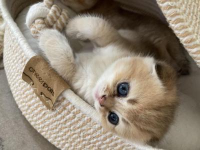 Cashew - Scottish Fold - Gallery Photo #1