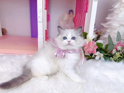 Playful Munchkin Kittens - Munchkin - Gallery Photo #1