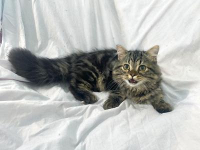 Baby Boy - Persian - Gallery Photo #1