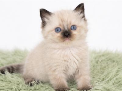 Playful Ragdoll Kittens Ready Now - Ragdoll - Gallery Photo #1
