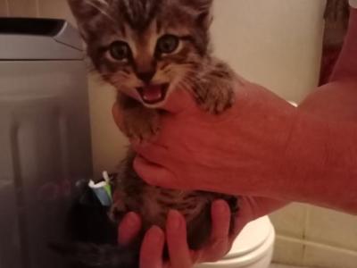No Name - Domestic - Gallery Photo #1